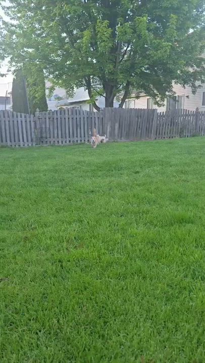 Enlarge Benjie ~ in foster care , a ADOPTABLE Chihuahua in Minooka, IL video 3/3