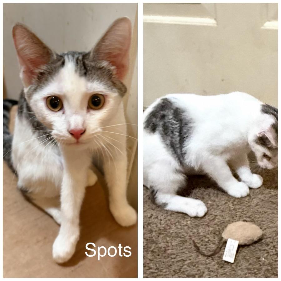 Enlarge Spots, a Adoptable Domestic Short Hair in Sonora, CA image 1/1