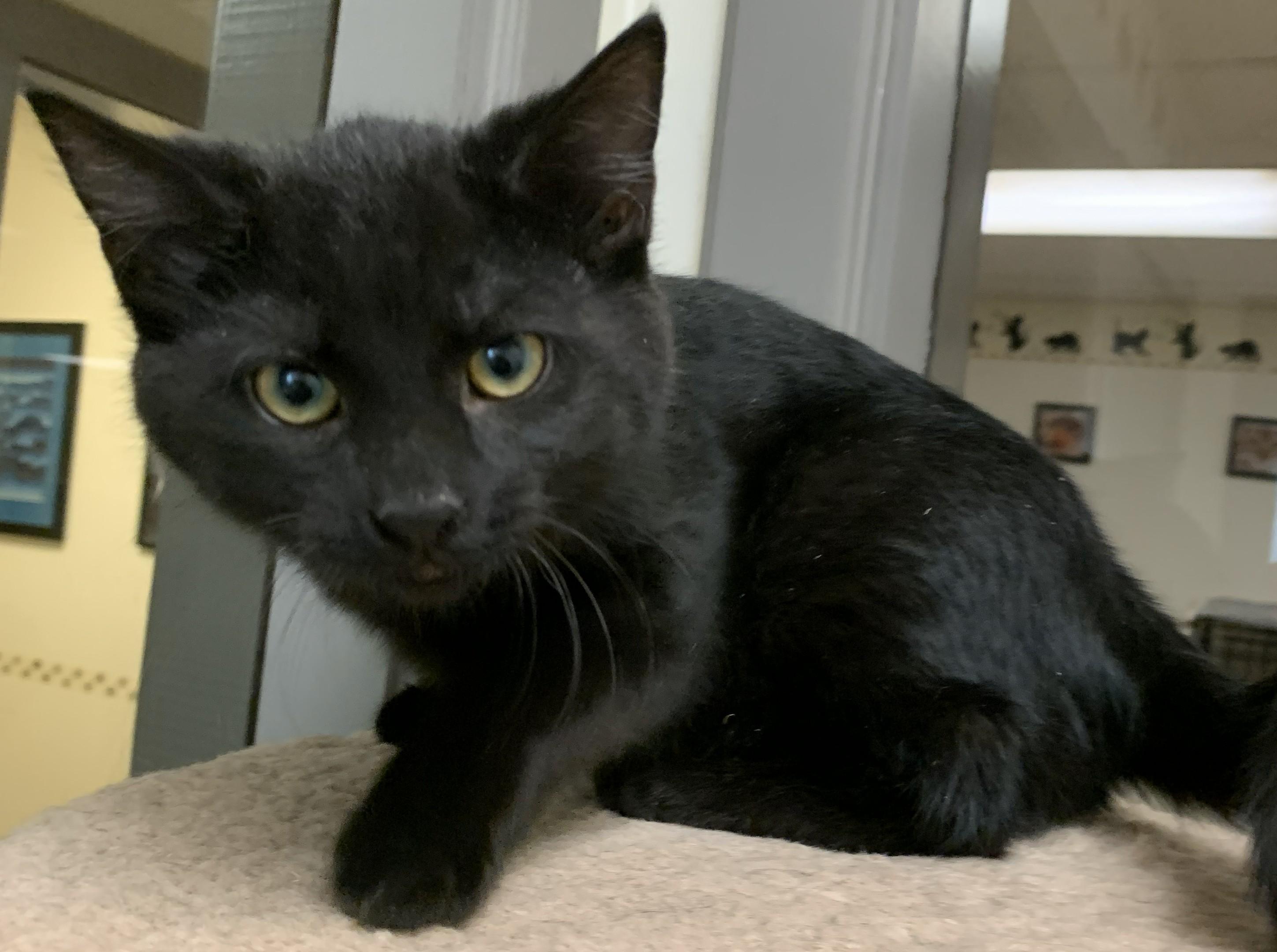 Enlarge Holly25, a ADOPTABLE Domestic Short Hair in Milwaukee, WI image 4/6