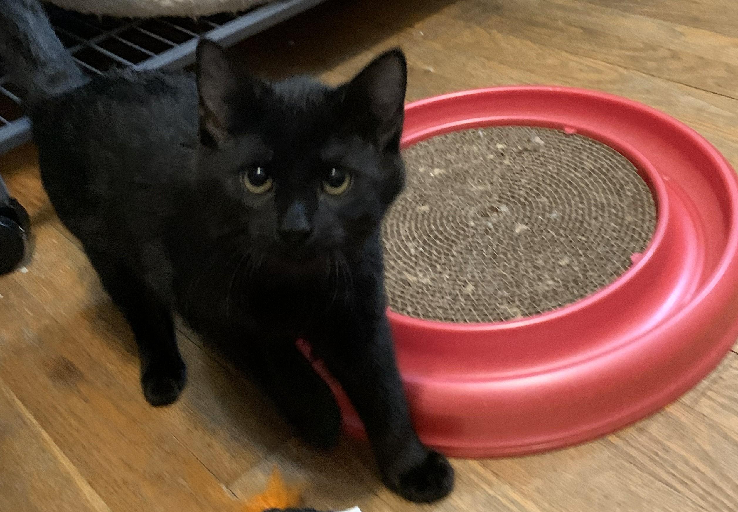 Enlarge Holly25, a ADOPTABLE Domestic Short Hair in Milwaukee, WI image 3/6