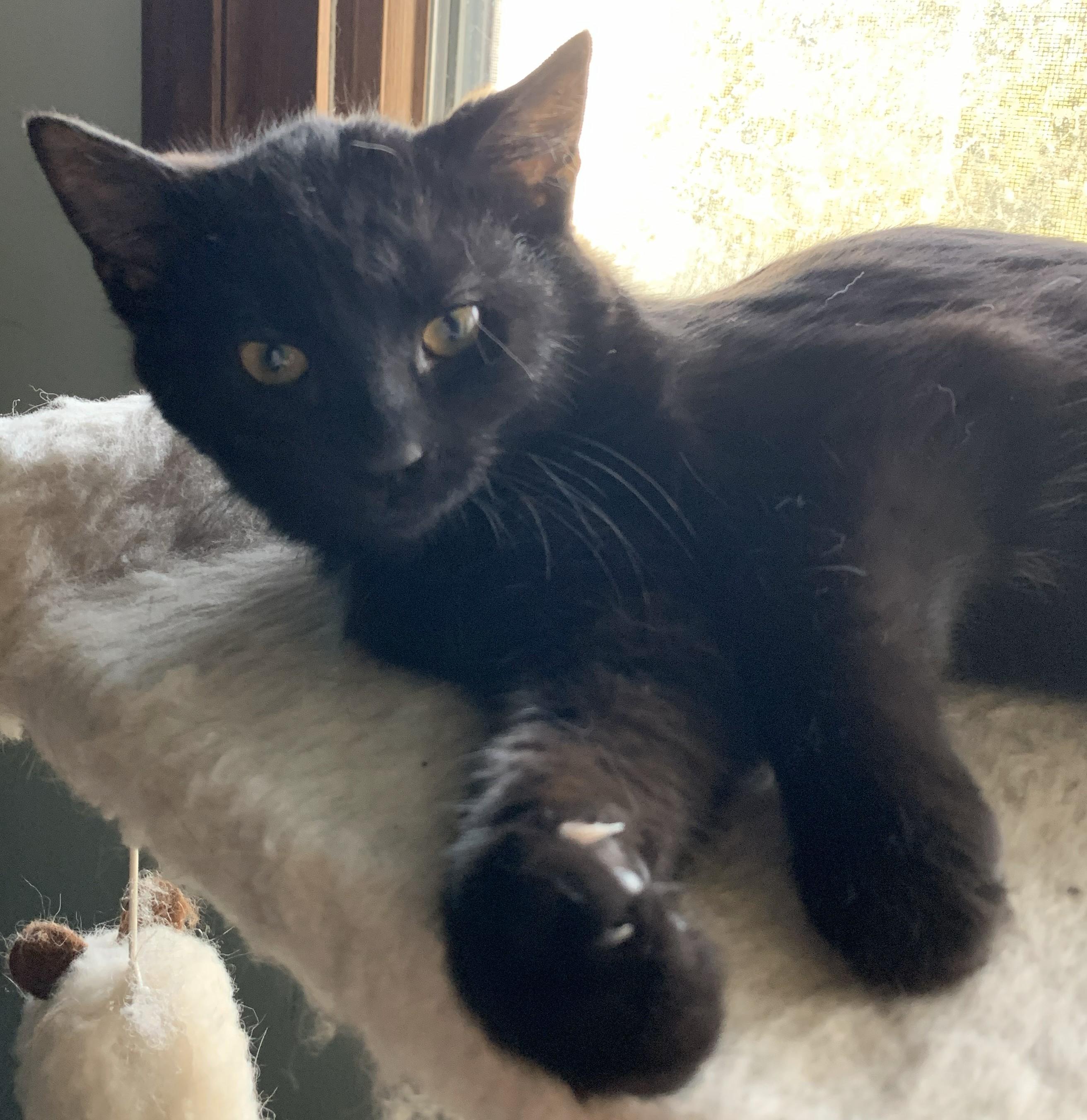 Enlarge Holly25, a ADOPTABLE Domestic Short Hair in Milwaukee, WI image 2/6