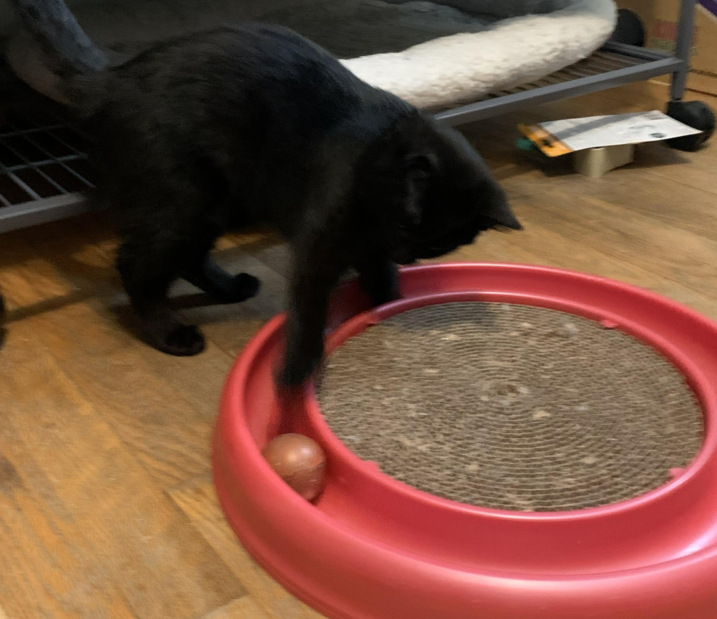 Enlarge Holly25, a ADOPTABLE Domestic Short Hair in Milwaukee, WI image 5/6