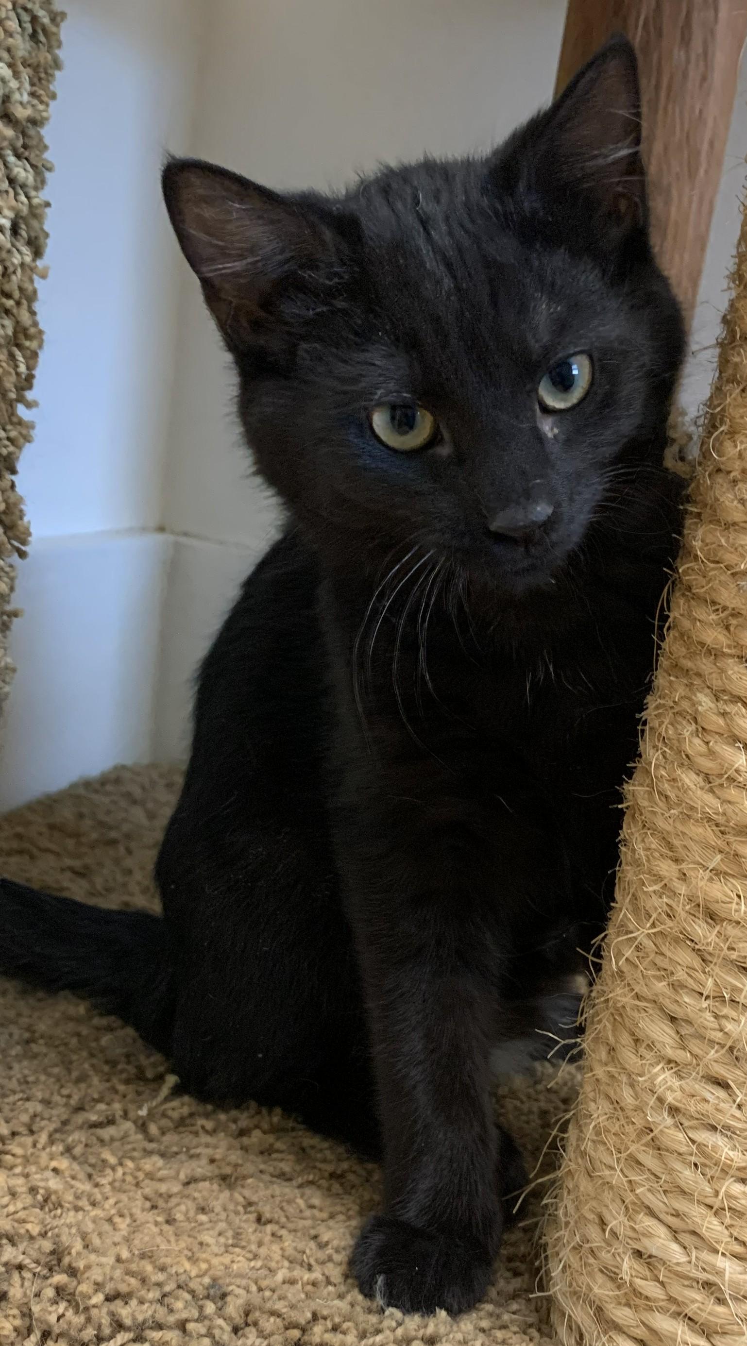 Enlarge Holly25, a ADOPTABLE Domestic Short Hair in Milwaukee, WI image 1/6