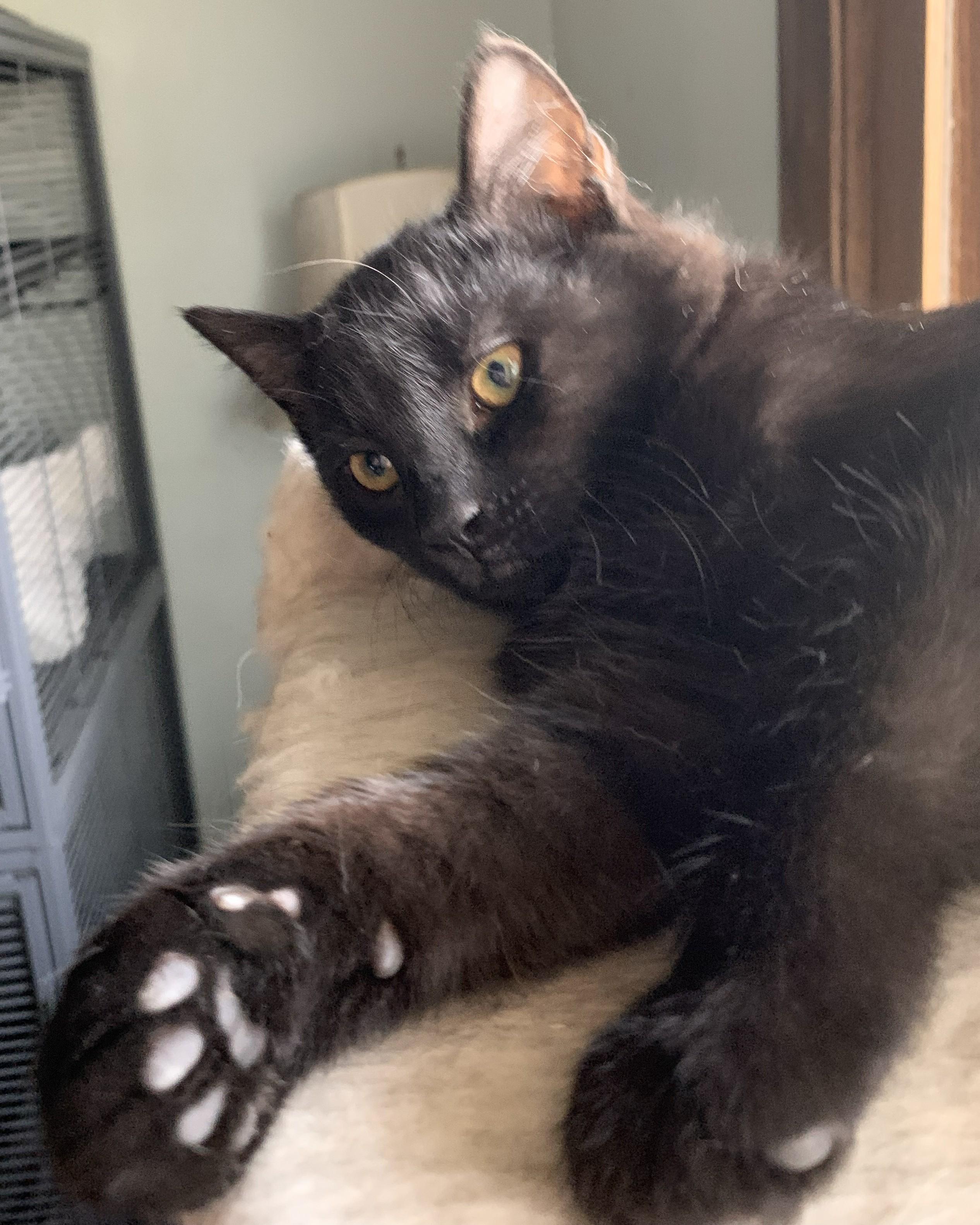 Enlarge Holly25, a ADOPTABLE Domestic Short Hair in Milwaukee, WI image 6/6