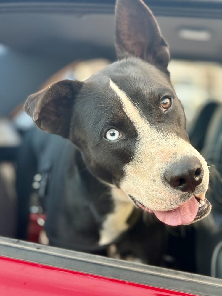 Juniper, Adoptable, Young Male Husky & Labrador Retriever.