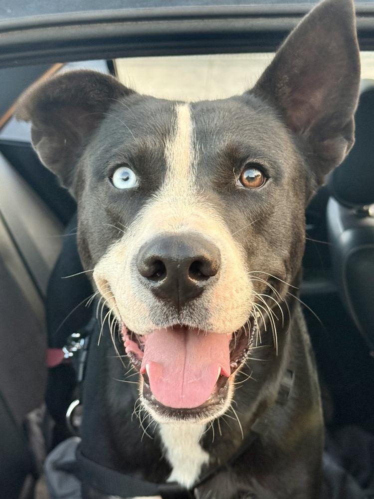 Enlarge Juniper, a Adoptable mixed breed in TUCSON, AZ image 2/4
