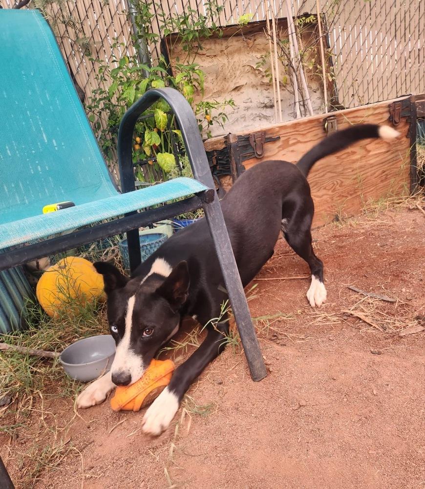 Enlarge Juniper, a Adoptable mixed breed in TUCSON, AZ image 3/4
