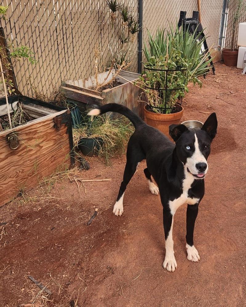 Enlarge Juniper, a Adoptable mixed breed in TUCSON, AZ image 4/4