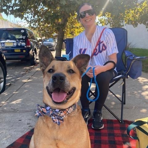 Roz, a Adoptable Shepherd image 3/6