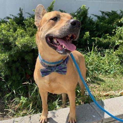 Roz, a Adoptable Shepherd image 4/6