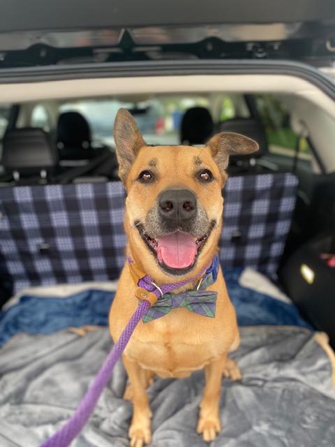 Roz, a Adoptable Shepherd image 5/6