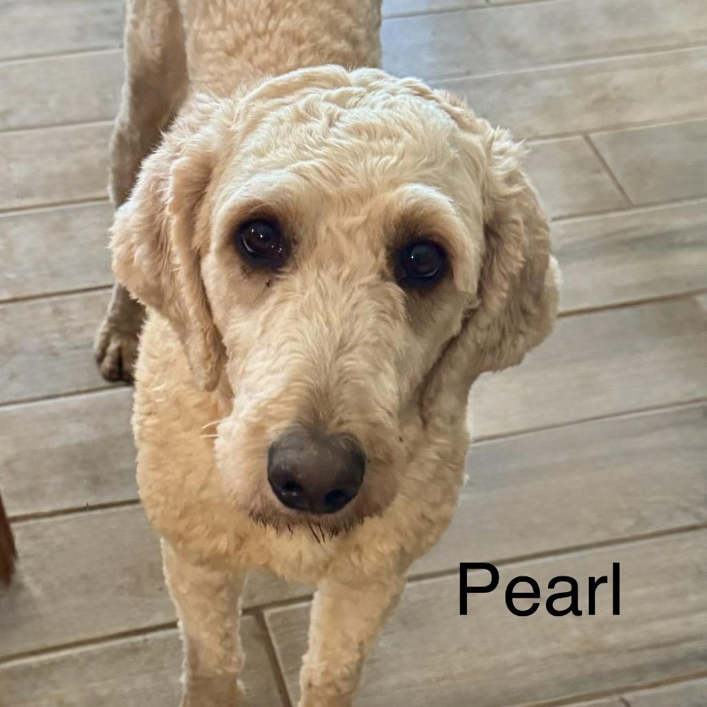 Pearl, a Adoptable Goldendoodle in Blue Ridge, GA image 1/2