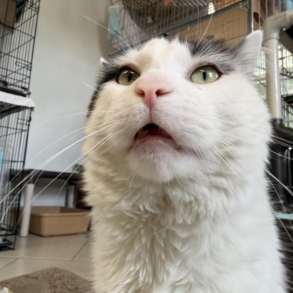 Enlarge Ping Pong- looking for a foster, a ADOPTABLE Domestic Medium Hair in Manchester, NH image 1/1