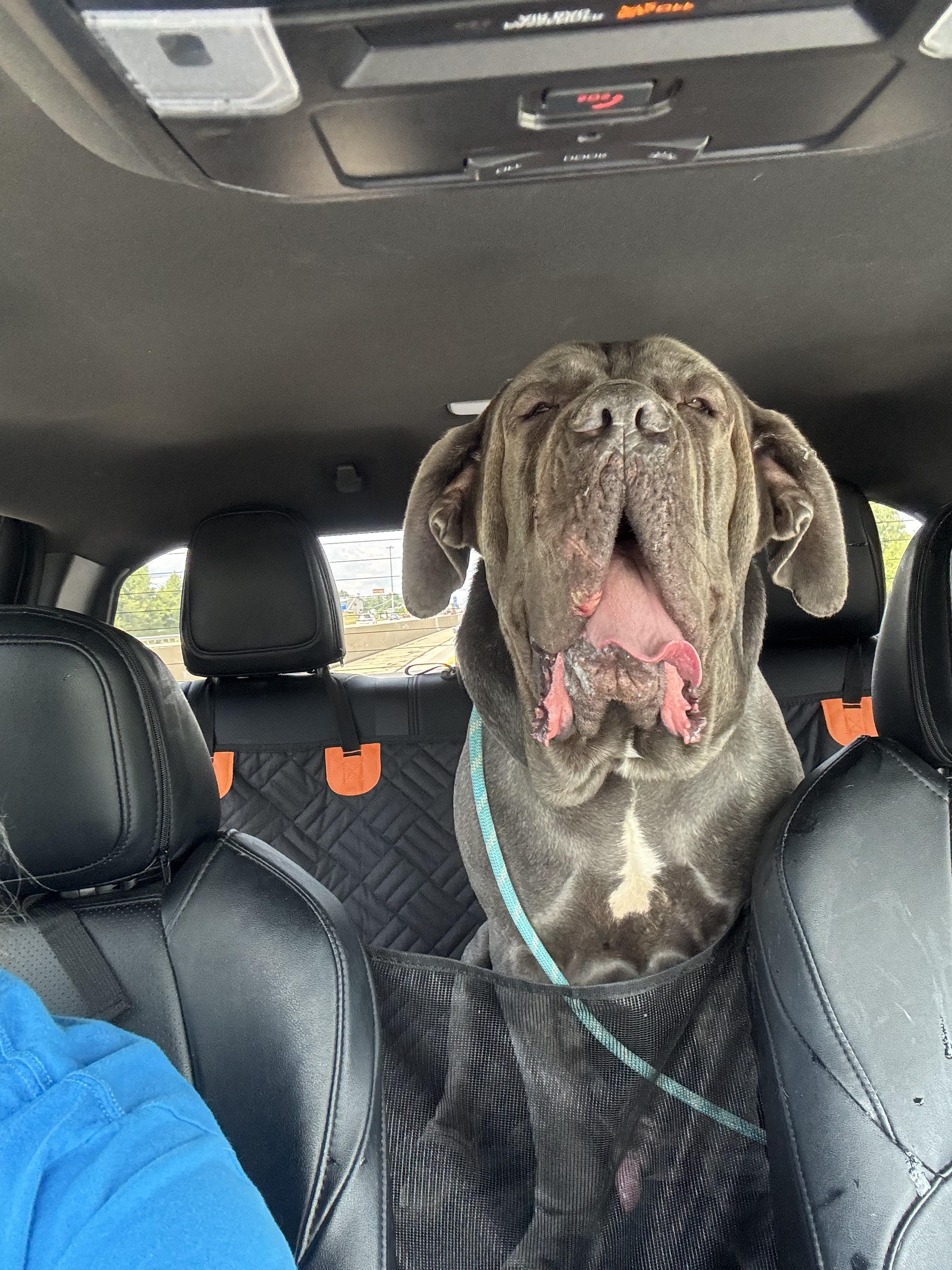 Enlarge Silver, a Adoptable Neapolitan Mastiff in Richmond, KY image 1/4