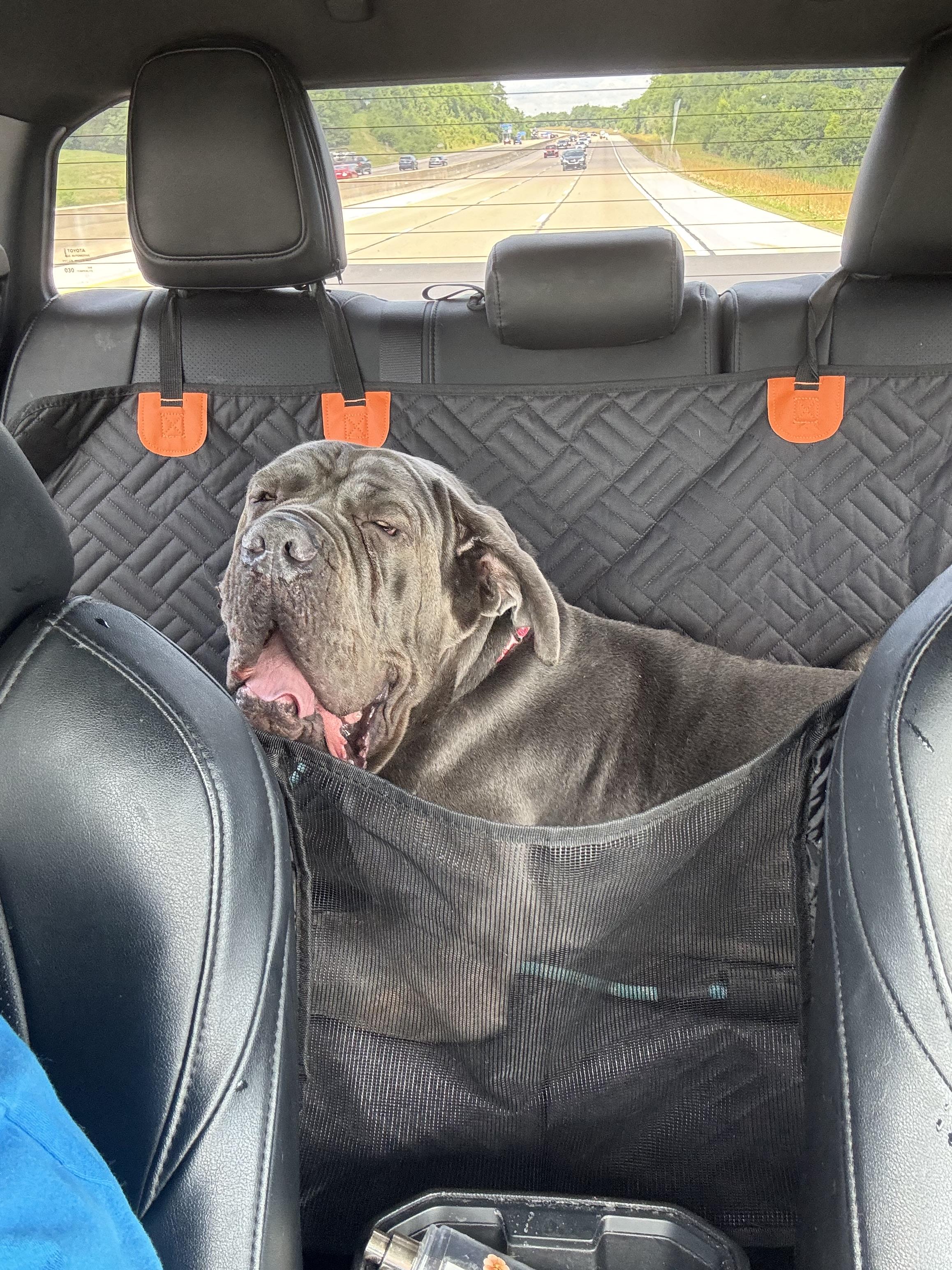 Enlarge Silver, a Adoptable Neapolitan Mastiff in Richmond, KY image 2/4