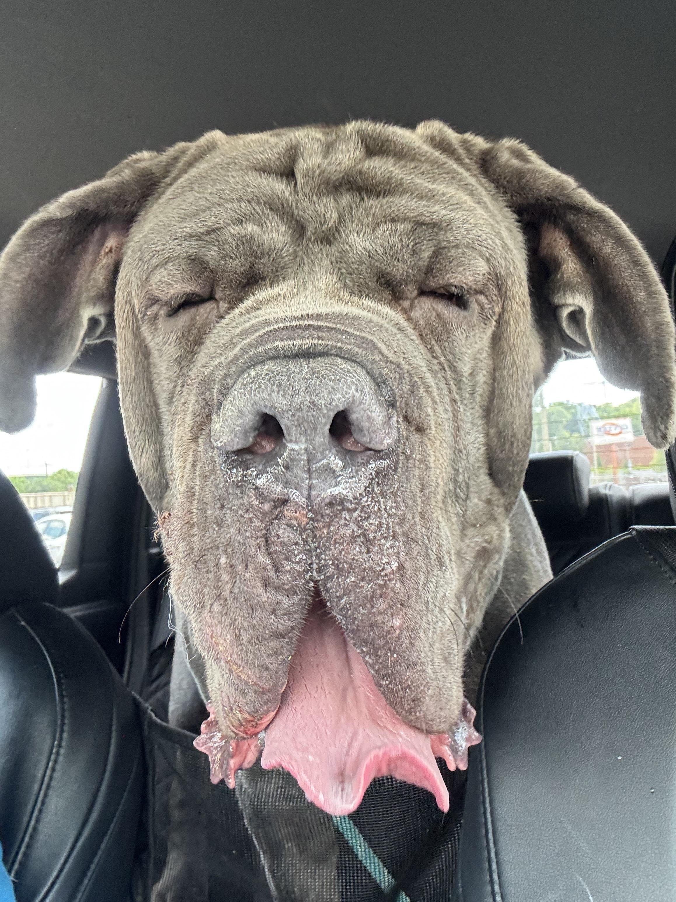 Enlarge Silver, a Adoptable Neapolitan Mastiff in Richmond, KY image 3/4