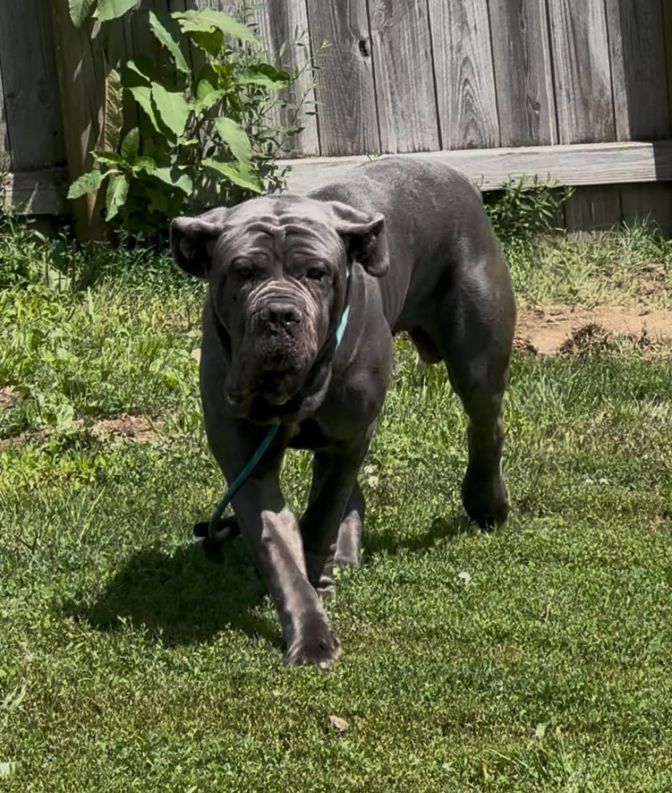 Enlarge Silver, a Adoptable Neapolitan Mastiff in Richmond, KY image 4/4