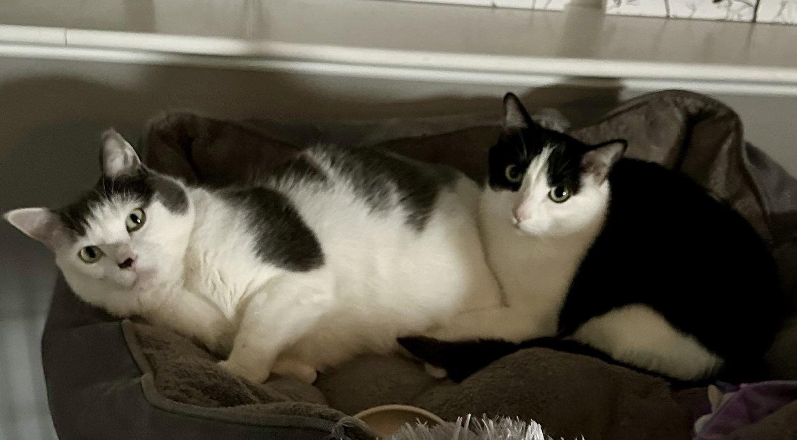 Enlarge Louie C4419 & Vinnie C4420 (Bonded Pair), a Adoptable Domestic Short Hair in minneapolis, MN image 1/3