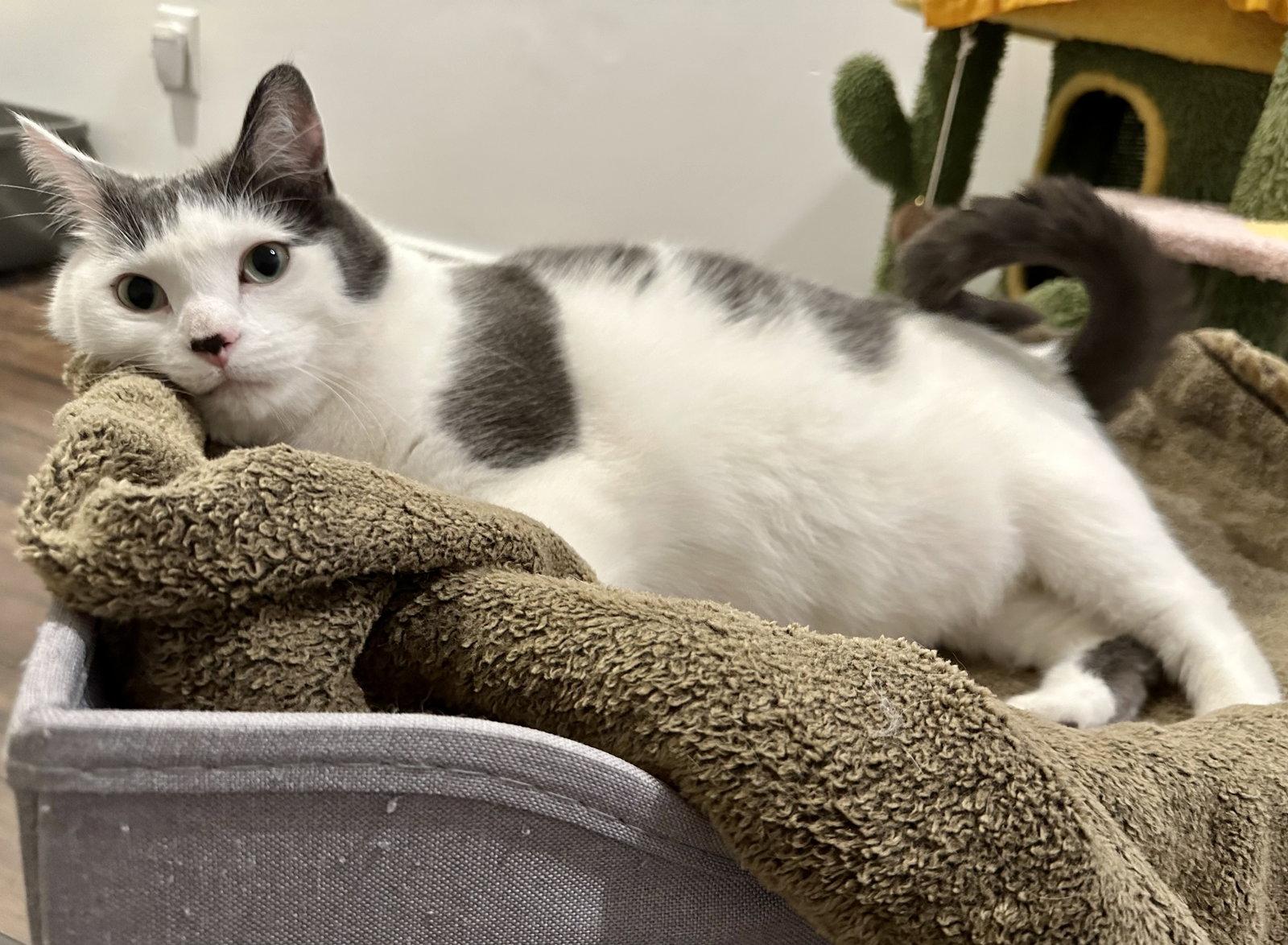 Enlarge Louie C4419 & Vinnie C4420 (Bonded Pair), a Adoptable Domestic Short Hair in minneapolis, MN image 2/3