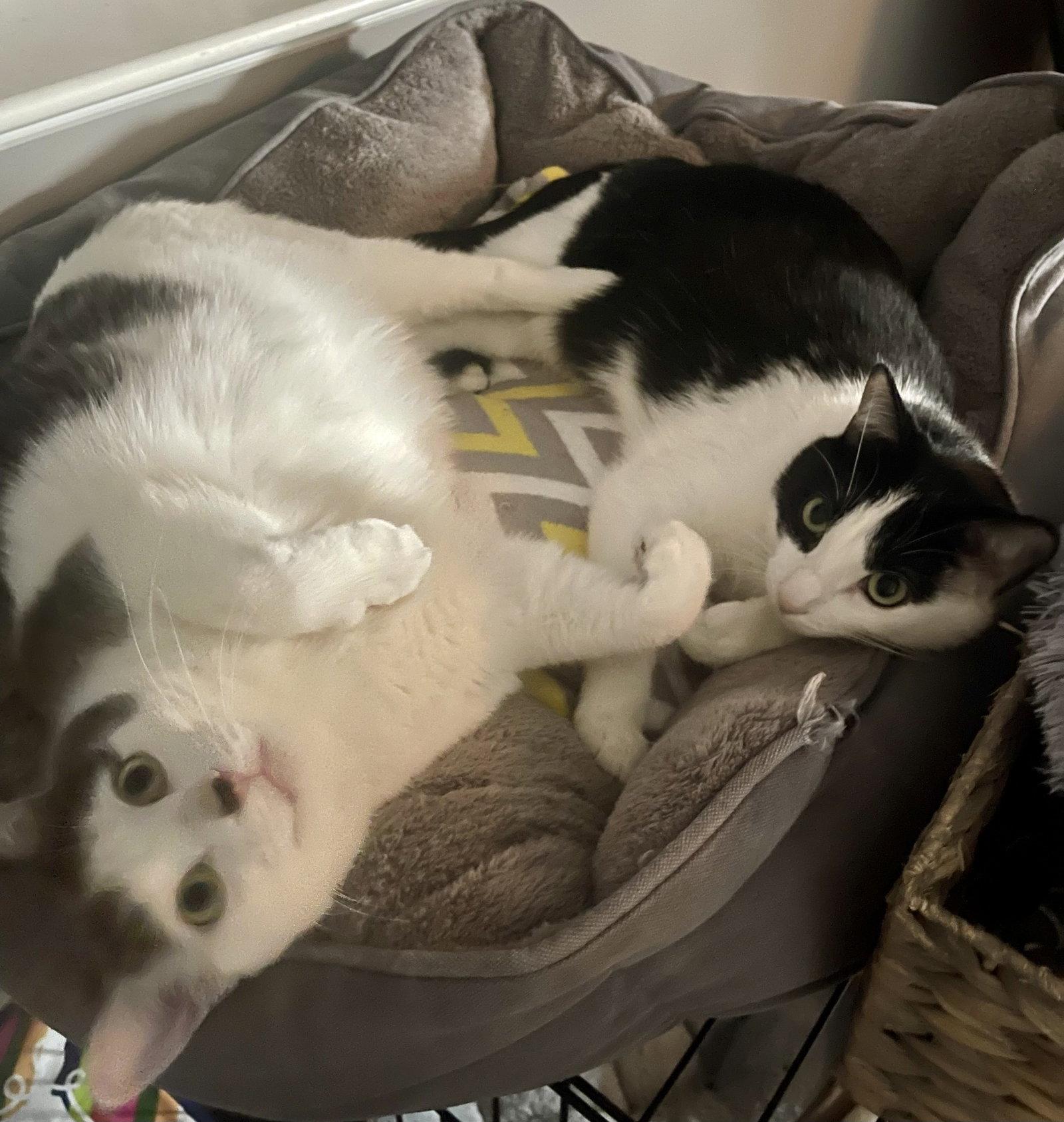 Enlarge Louie C4419 & Vinnie C4420 (Bonded Pair), a Adoptable Domestic Short Hair in minneapolis, MN image 3/3