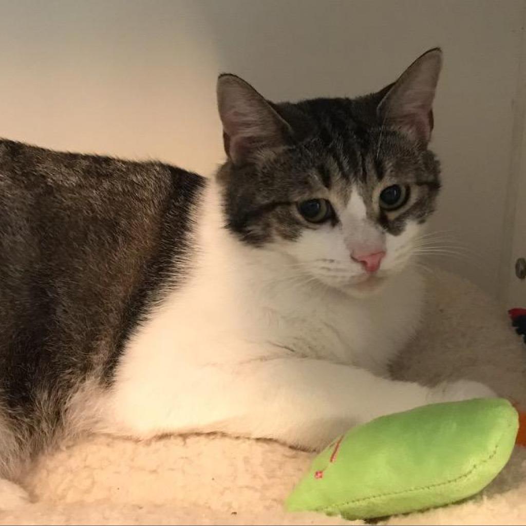 Enlarge Bob, a Adoptable Domestic Short Hair in Oyster Bay, NY image 1/5