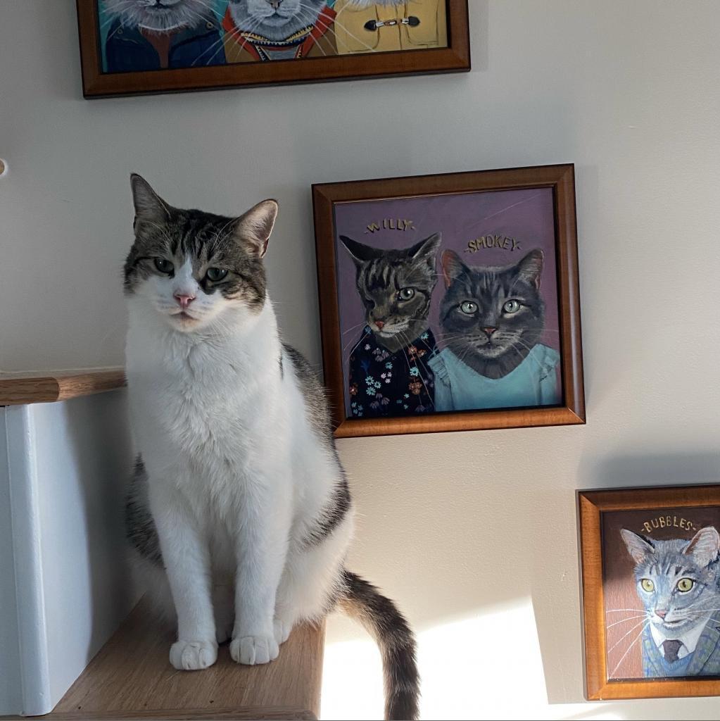 Enlarge Bob, a Adoptable Domestic Short Hair in Oyster Bay, NY image 2/5