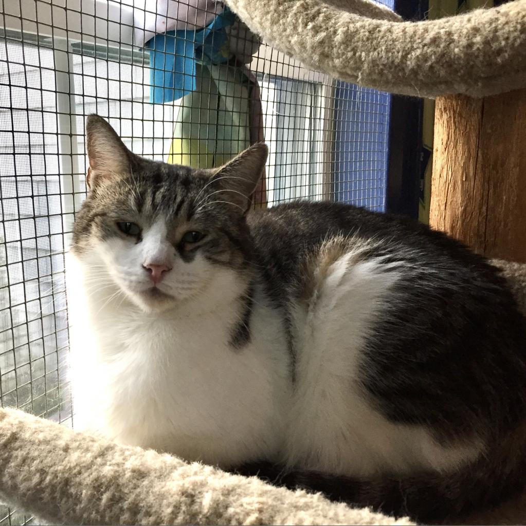 Enlarge Bob, a Adoptable Domestic Short Hair in Oyster Bay, NY image 3/5