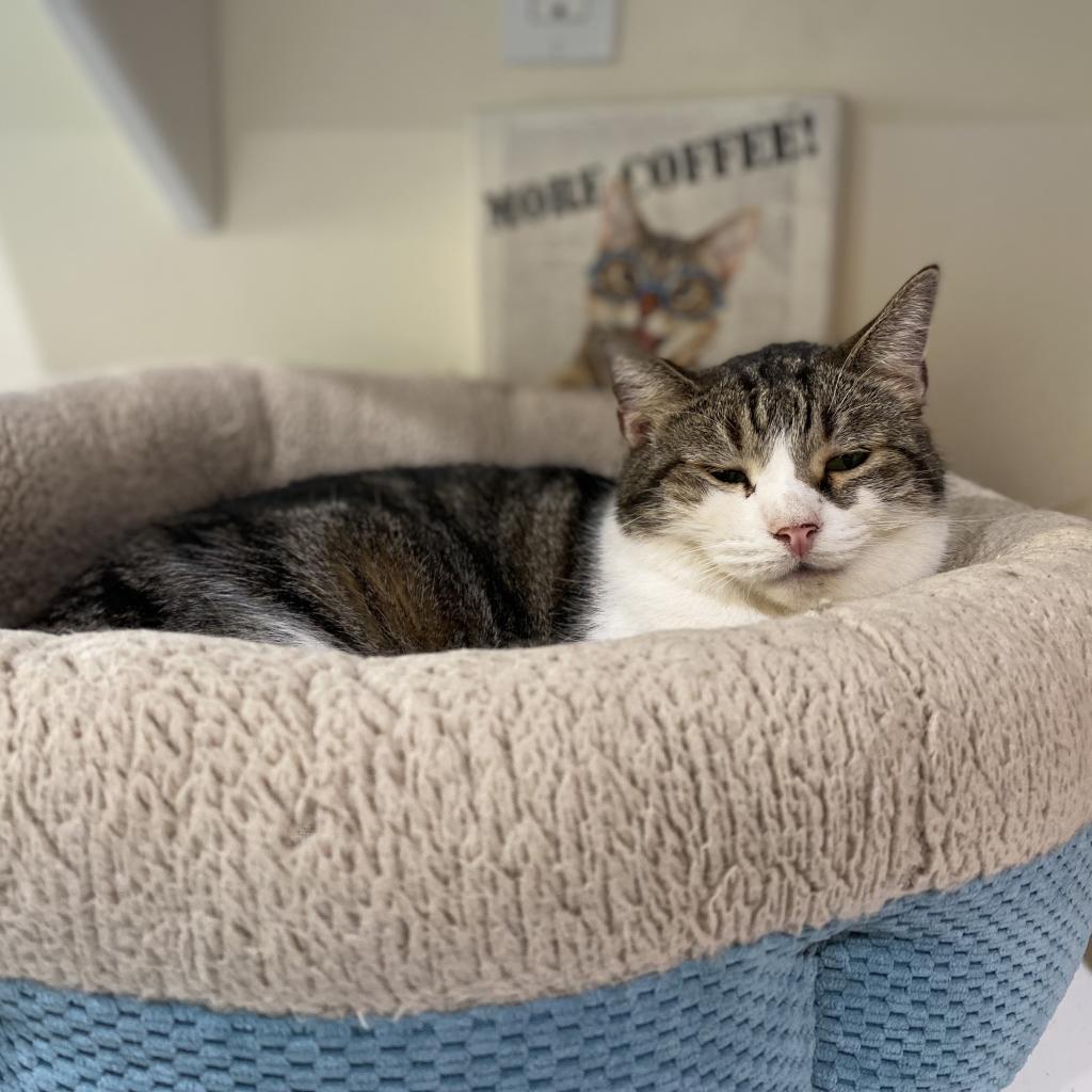 Enlarge Bob, a Adoptable Domestic Short Hair in Oyster Bay, NY image 5/5