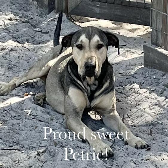 Petrie, Adoptable, Adult Male Mixed Breed.