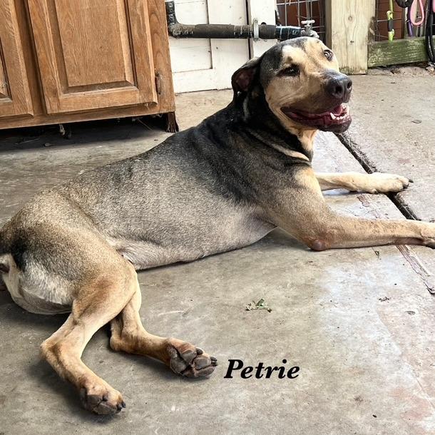 Petrie, a Adoptable Mixed Breed in Fulton, TX image 2/5