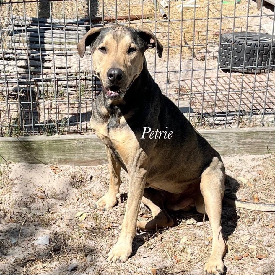 Petrie, a Adoptable Mixed Breed in Fulton, TX image 3/5