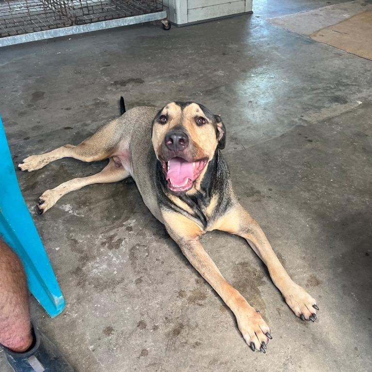 Petrie, a Adoptable Mixed Breed in Fulton, TX image 4/5