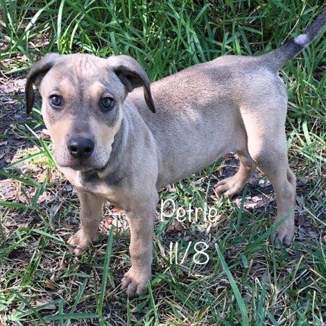 Petrie, a Adoptable Mixed Breed in Fulton, TX image 5/5