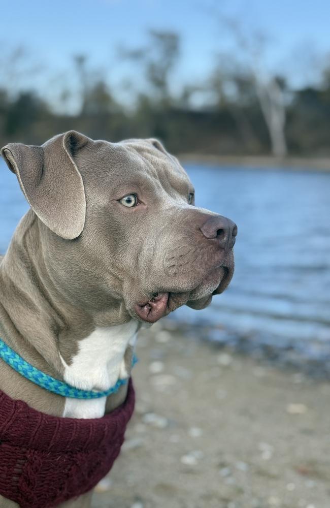 AC William, Adopted, Adult Male Pit Bull Terrier.