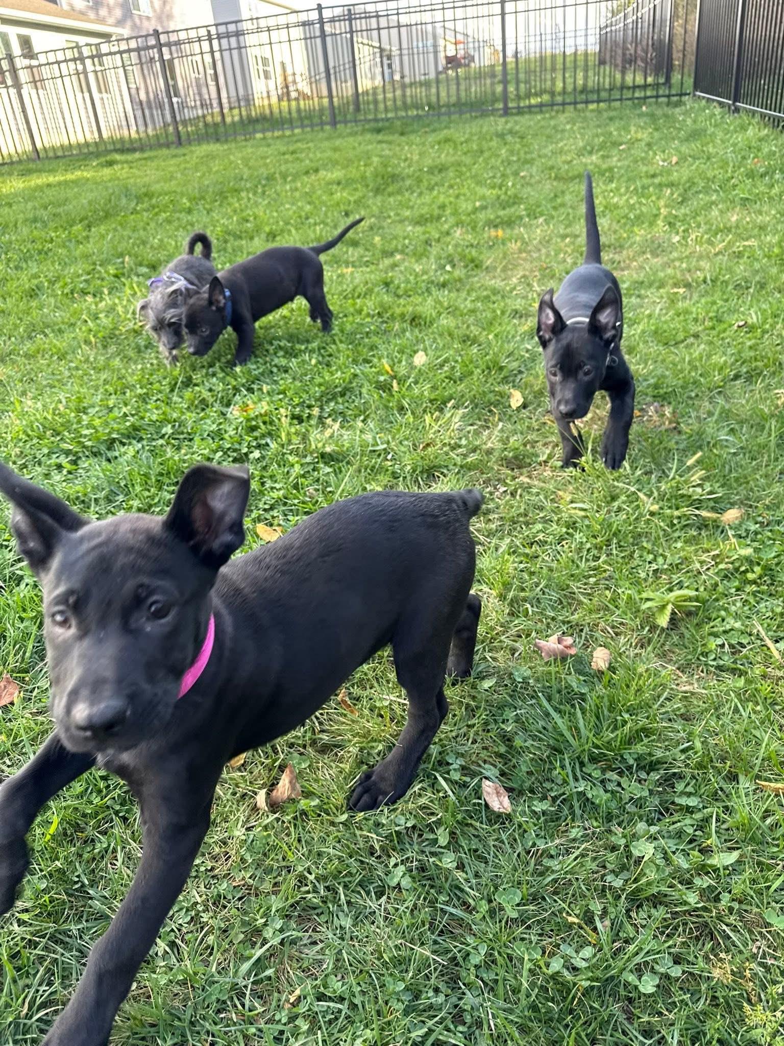 Enlarge Matilda, an adopted mixed breed in Bromley, KY image 2/5