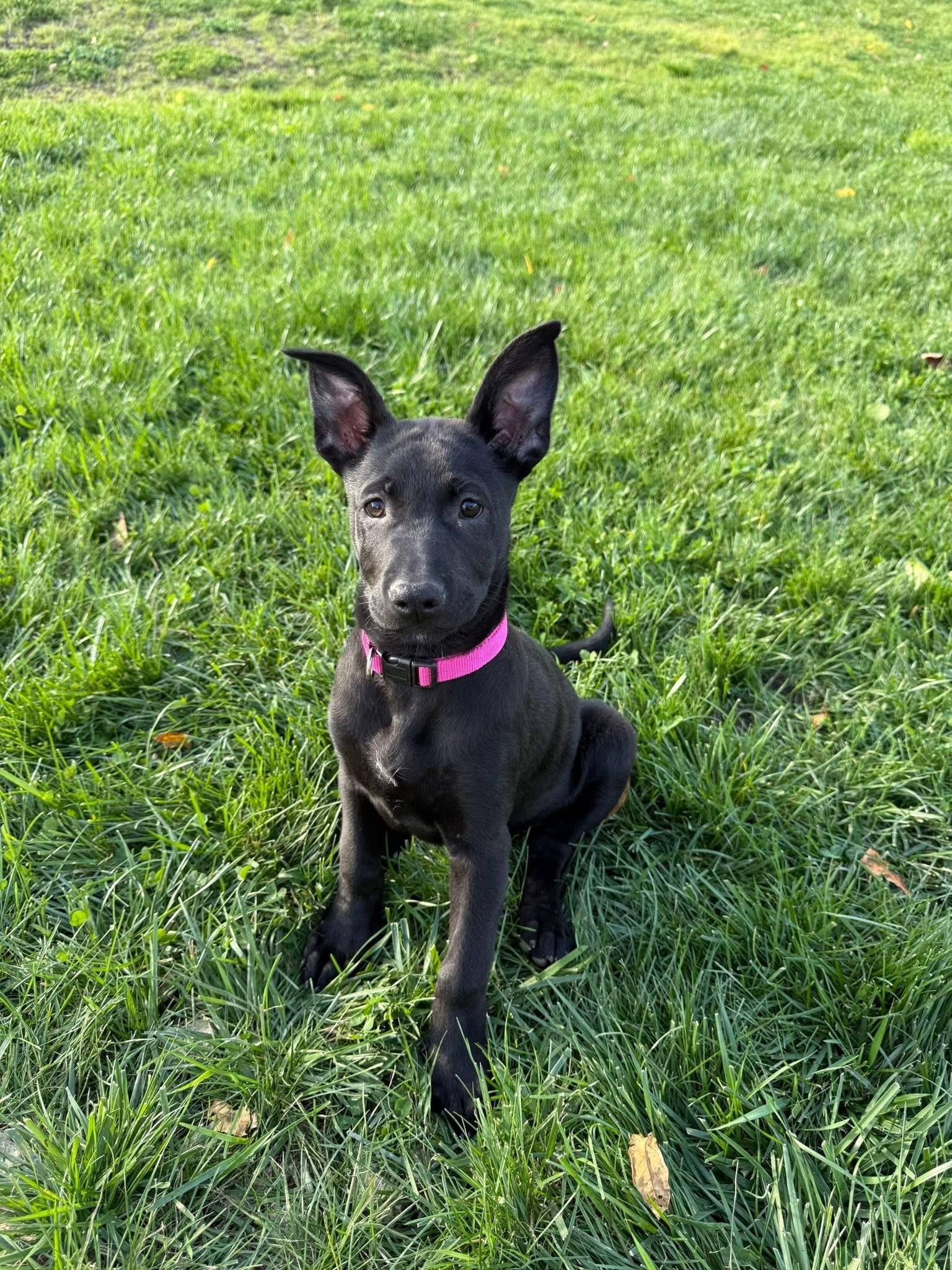 Enlarge Matilda, an adopted mixed breed in Bromley, KY image 3/5