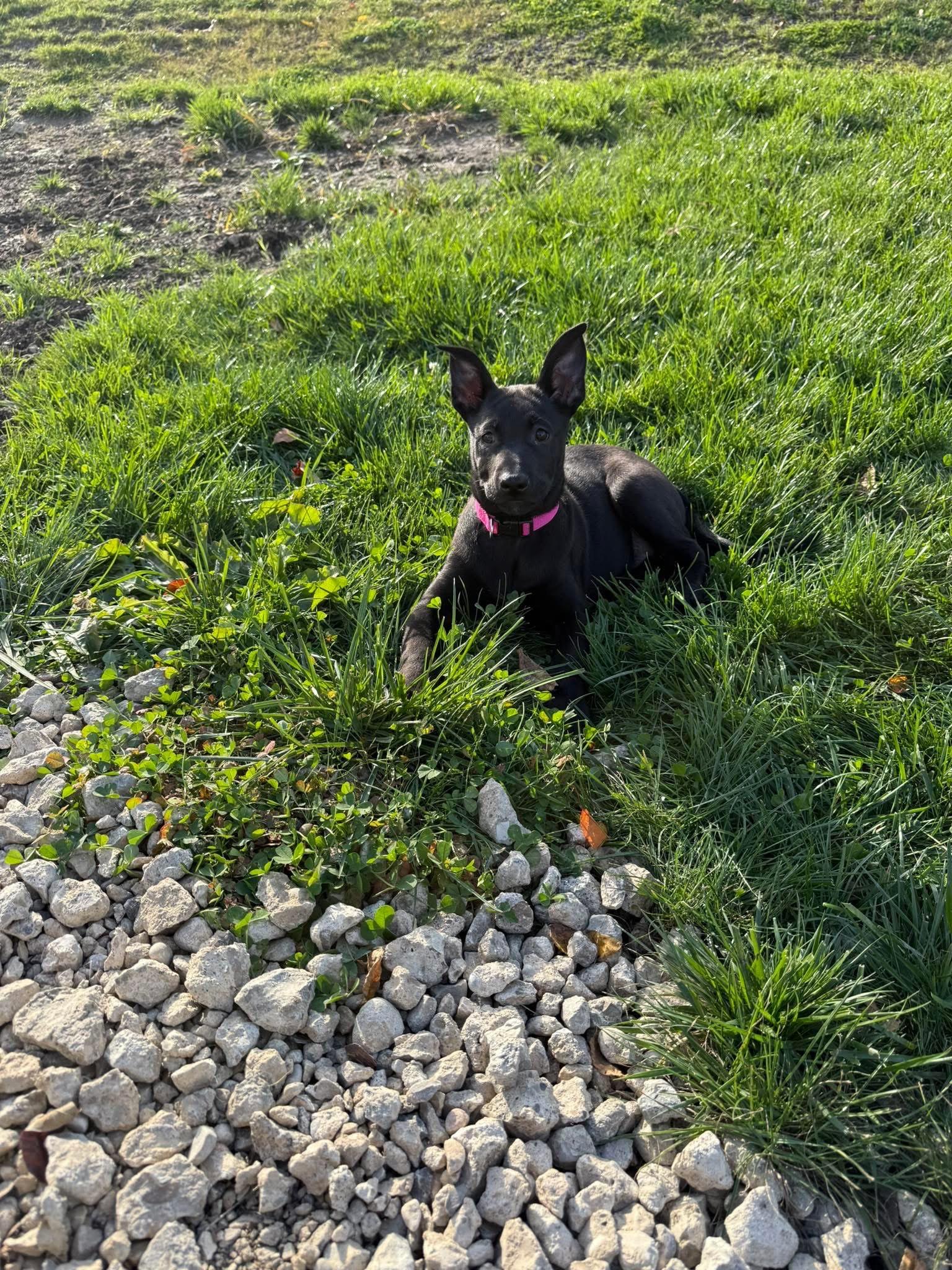 Enlarge Matilda, an adopted mixed breed in Bromley, KY image 4/5