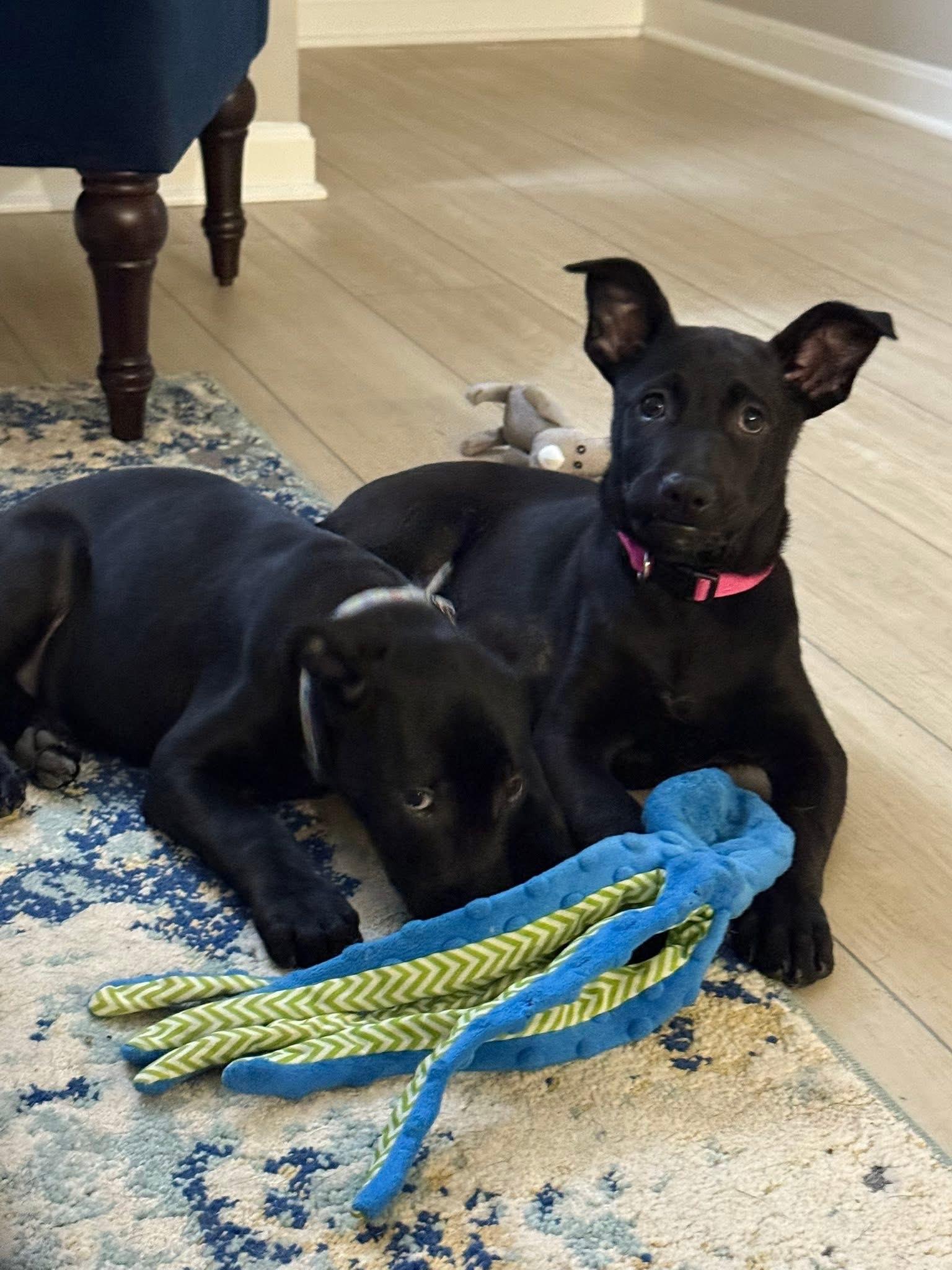 Enlarge Matilda, an adopted mixed breed in Bromley, KY image 5/5