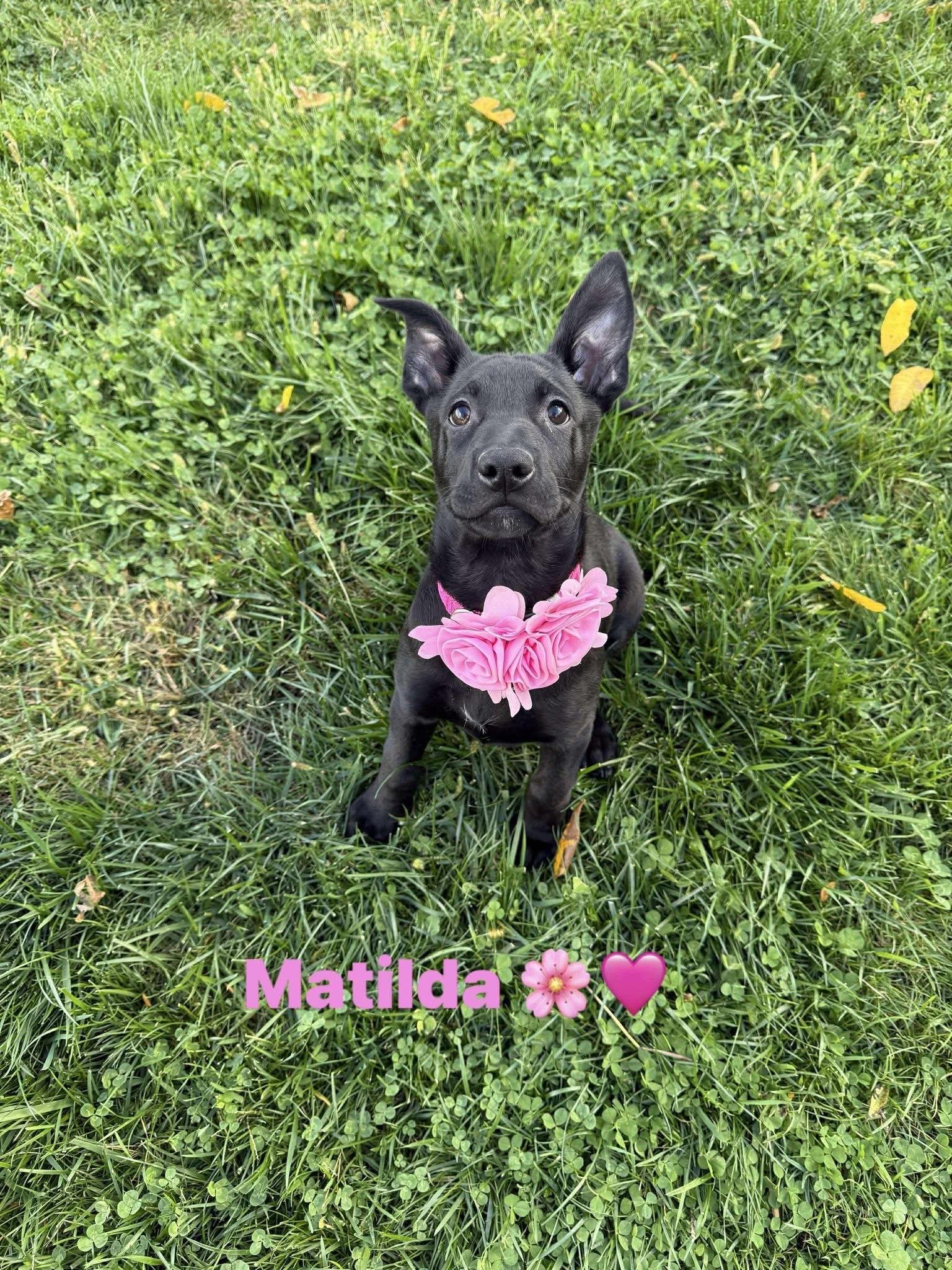 Matilda, adopted, Puppy Female Mixed Breed & German Shepherd Dog.