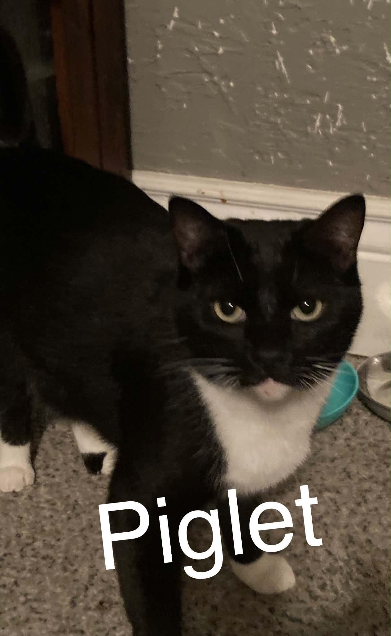 Piglet, ADOPTABLE, Adult Female Domestic Short Hair.