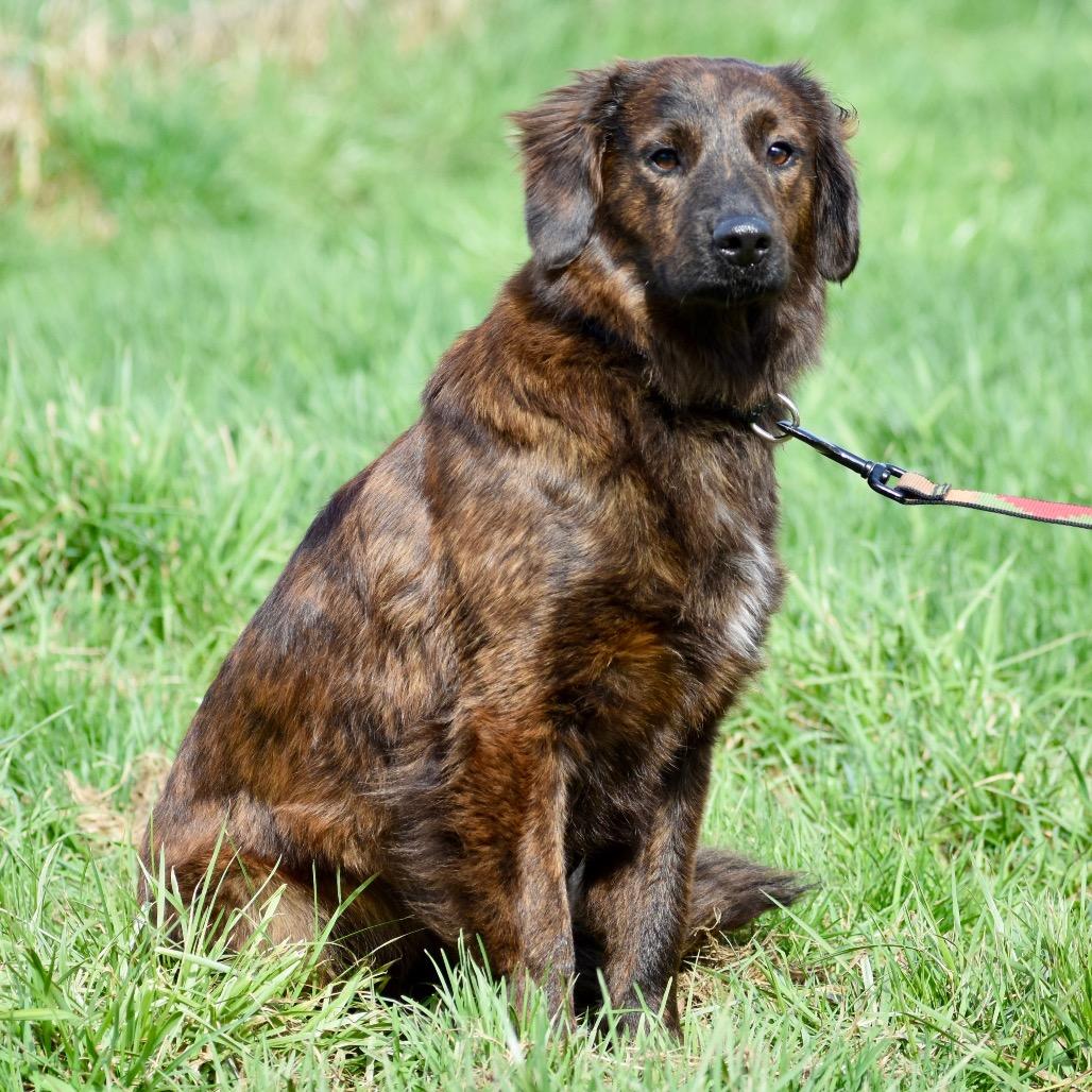 Enlarge Cyrus, an adoptable Mixed Breed in Fenton, MI image 1/4
