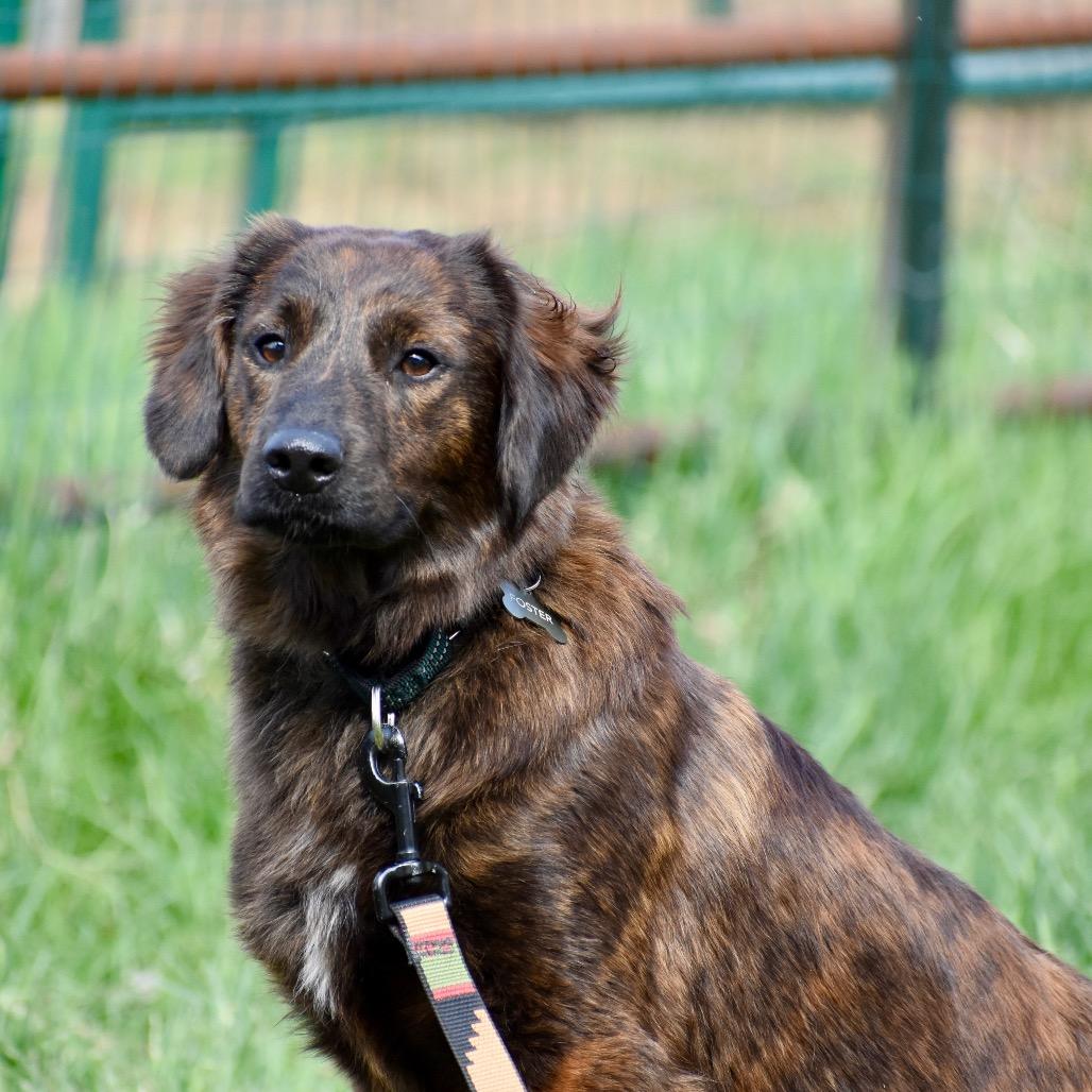 Enlarge Cyrus, an adoptable Mixed Breed in Fenton, MI image 3/4