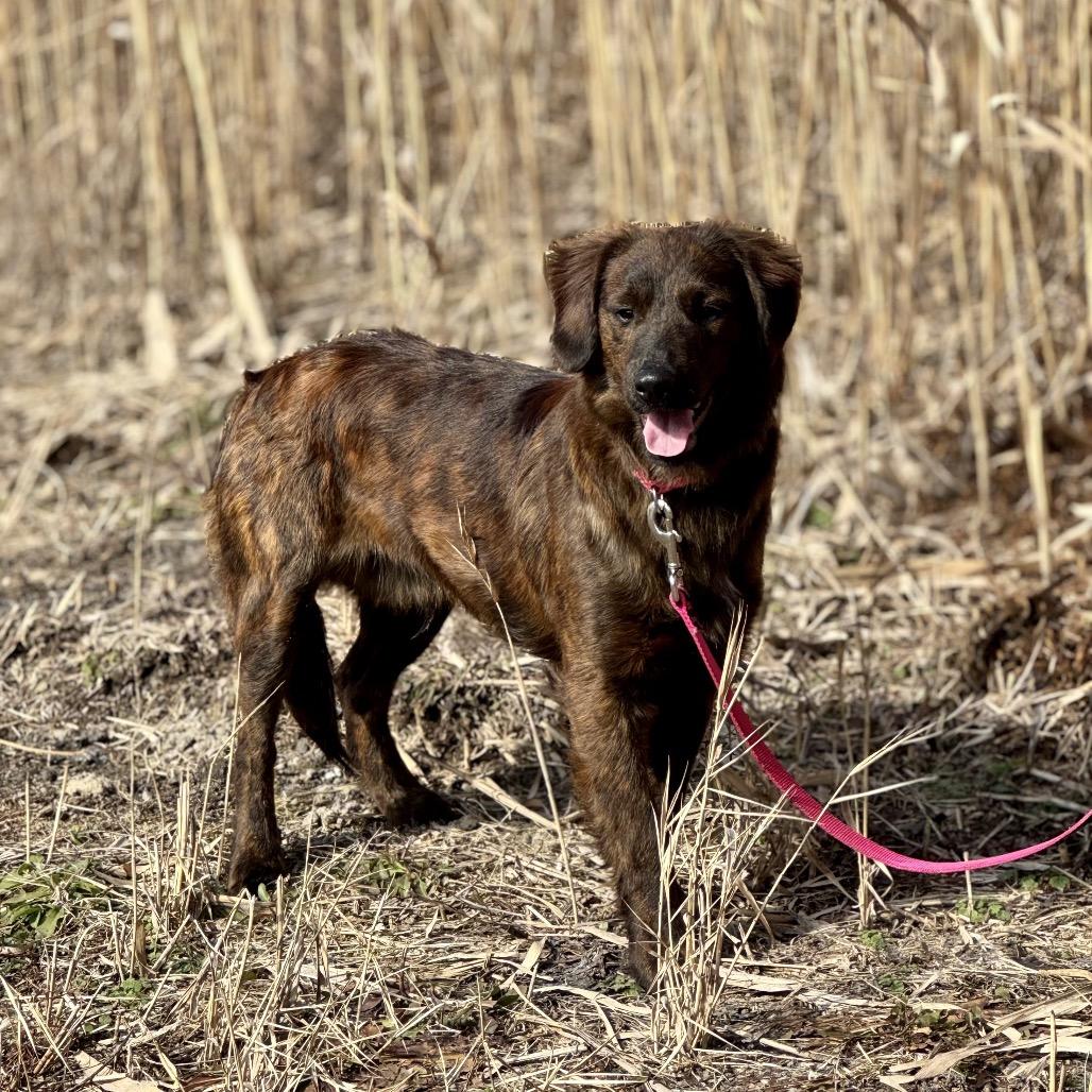 Enlarge Cyrus, an adoptable Mixed Breed in Fenton, MI image 4/4