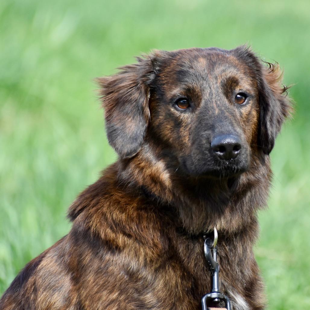 Enlarge Cyrus, an adoptable Mixed Breed in Fenton, MI image 2/4