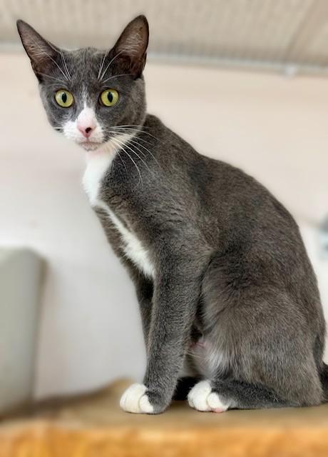Enlarge Gray, a Adoptable Domestic Short Hair in Medina, OH image 2/2