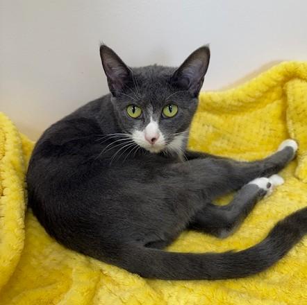 Enlarge Gray, a Adoptable Domestic Short Hair in Medina, OH image 1/2