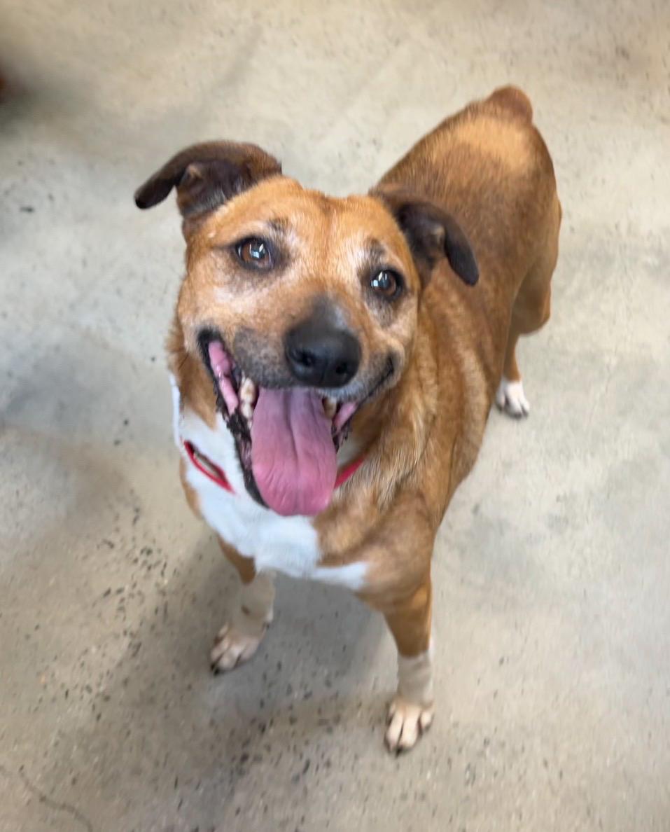 Enlarge Mia, a ADOPTABLE mixed breed in New Rochelle, NY image 4/6