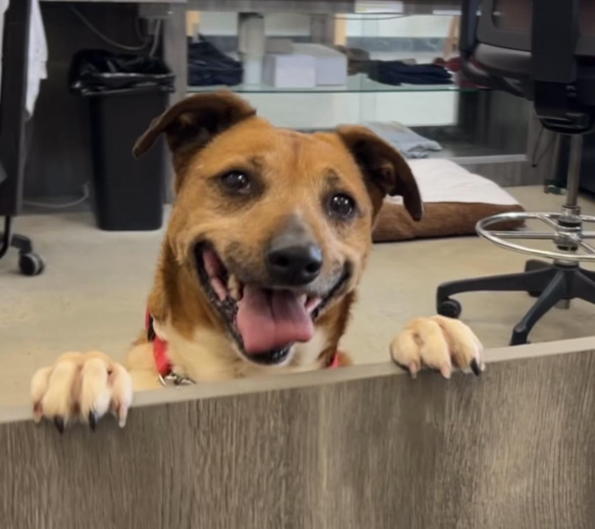 Mia, ADOPTABLE, Adult Female Feist.