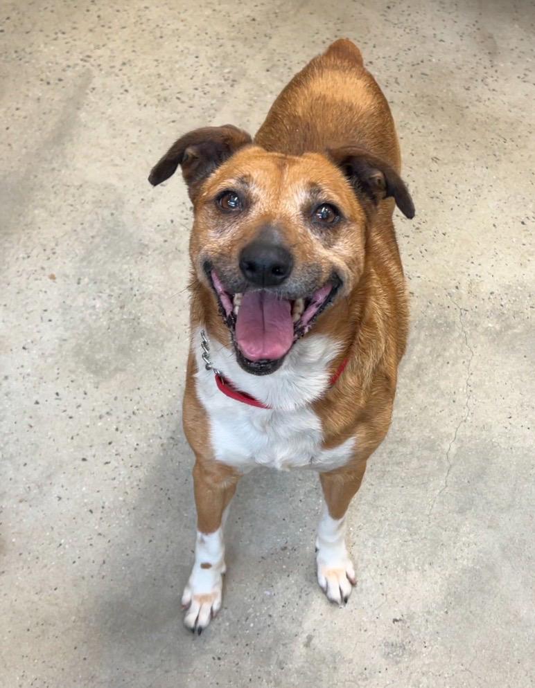 Enlarge Mia, a ADOPTABLE mixed breed in New Rochelle, NY image 2/6