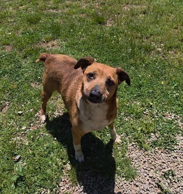 Enlarge Mia, a ADOPTABLE mixed breed in New Rochelle, NY image 6/6